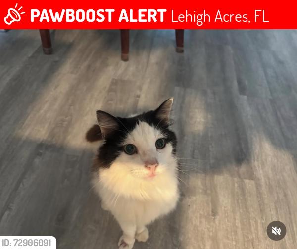 Lost Female Cat last seen Bassinger st and east 5th st , Lehigh Acres, FL 33972