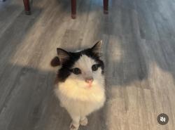 Lost Female Cat last seen Bassinger st and east 5th st , Lehigh Acres, FL 33972