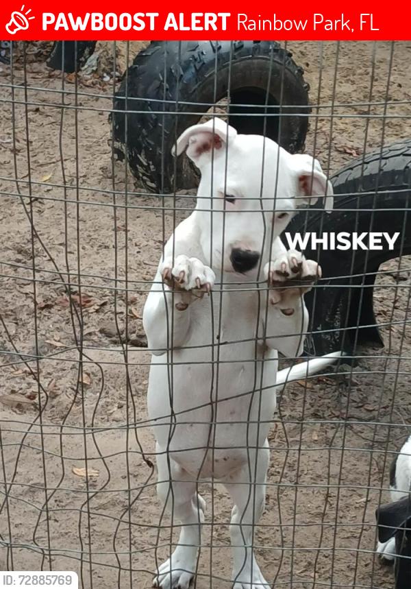 Lost Female Dog last seen Walmart, Rainbow Park, FL 34481