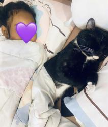 Lost Male Cat last seen Carpenter and Alta, Las Vegas, NV 89107
