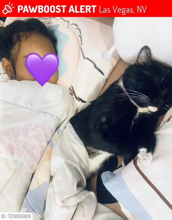 Lost Male Cat last seen Carpenter and Alta, Las Vegas, NV 89107