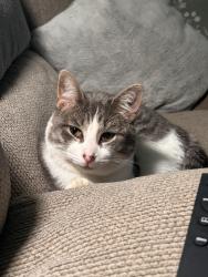 Lost Male Cat last seen Boswell high school , Fort Worth, TX 76179