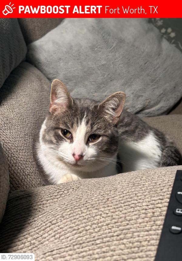 Lost Male Cat last seen Boswell high school , Fort Worth, TX 76179