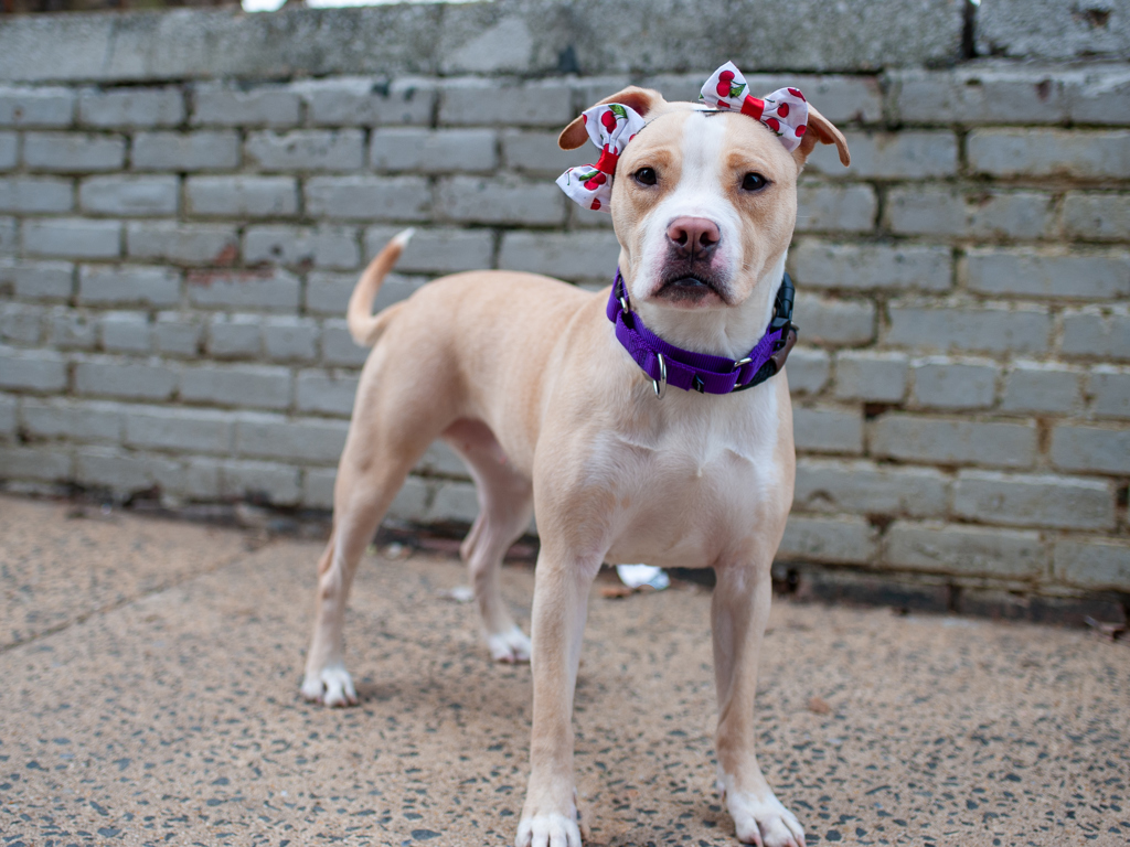 Shelter Stray Female Dog last seen W 125th Street, NEW YORK, NY, 10027, New York, NY 10029