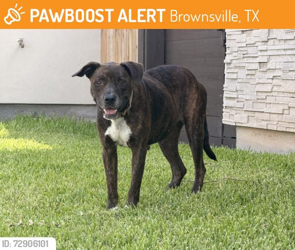 Found/Stray Female Dog last seen Boca chica, Brownsville, TX 78521