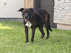 Found/Stray Female Dog last seen Boca chica, Brownsville, TX 78521