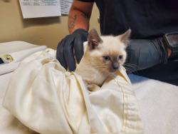 Shelter Stray Female Cat last seen Near San Luis Rey Avenue, Vista, CA, 92084, Oceanside, CA 92058