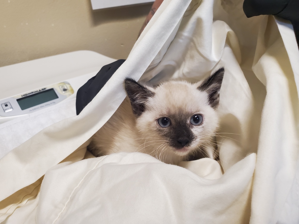 Shelter Stray Female Cat last seen Near San Luis Rey Avenue, Vista, CA, 92084, Oceanside, CA 92058