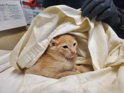 Shelter Stray Male Cat last seen Near San Luis Rey Avenue, Vista, CA, 92084, Oceanside, CA 92058