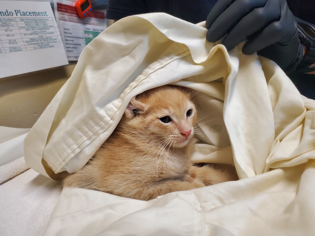 Shelter Stray Male Cat last seen Near San Luis Rey Avenue, Vista, CA, 92084, Oceanside, CA 92058