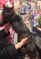 Reunited Female Cat last seen Near Copper Hill Dr, Valencia, CA 91354, USA, Santa Clarita, CA 91390