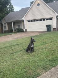 Reunited Male Dog last seen Stockport , Memphis, TN 38141