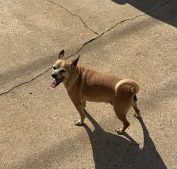 Found/Stray Male Dog last seen Setfair lane , howell circle, Greenville, SC 29601