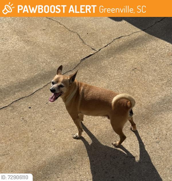 Found/Stray Male Dog last seen Setfair lane , howell circle, Greenville, SC 29601