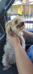 Found/Stray Female Dog last seen West and Hammer Lane Stockton CA, Stockton, CA 95210