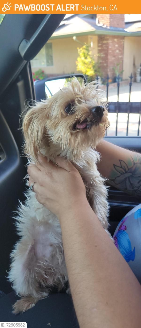 Found/Stray Female Dog last seen West and Hammer Lane Stockton CA, Stockton, CA 95210