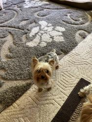 Reunited Female Dog last seen 12th street , Kalamazoo, MI 49009