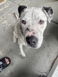 Found/Stray Male Dog last seen Near , Memphis, TN 38114