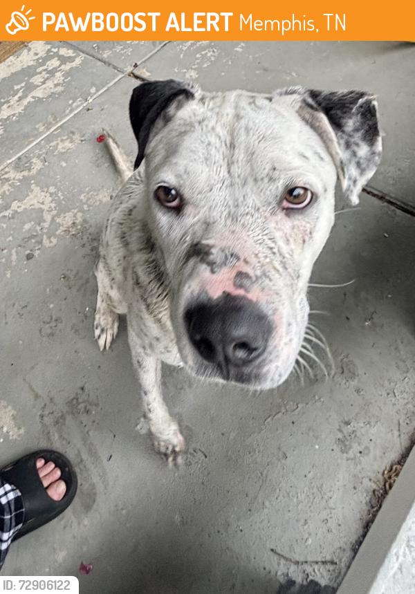 Found/Stray Male Dog last seen Near , Memphis, TN 38114