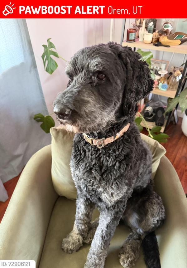 Lost Male Dog last seen Near N Main Street Orem, Orem, UT 84057