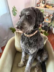 Lost Male Dog last seen Near N Main Street Orem, Orem, UT 84057