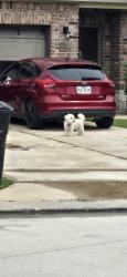 Found/Stray Unknown Dog last seen Sunset breeze dr, Atascocita, TX 77346