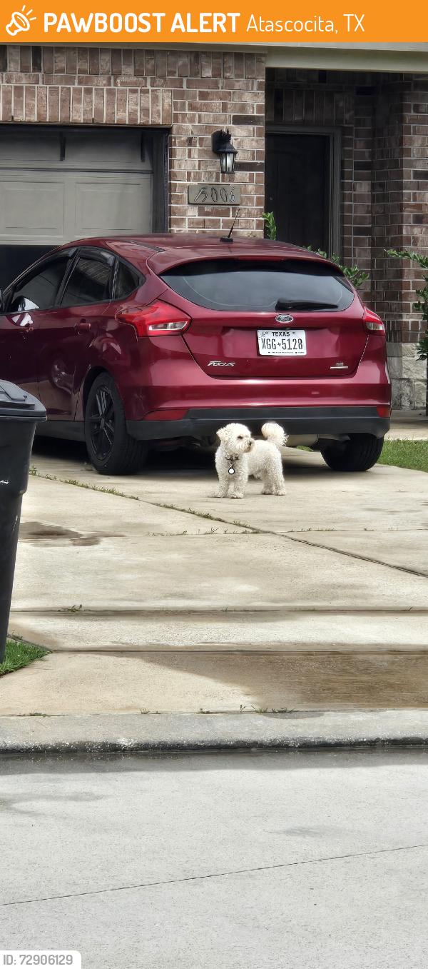 Found/Stray Unknown Dog last seen Sunset breeze dr, Atascocita, TX 77346