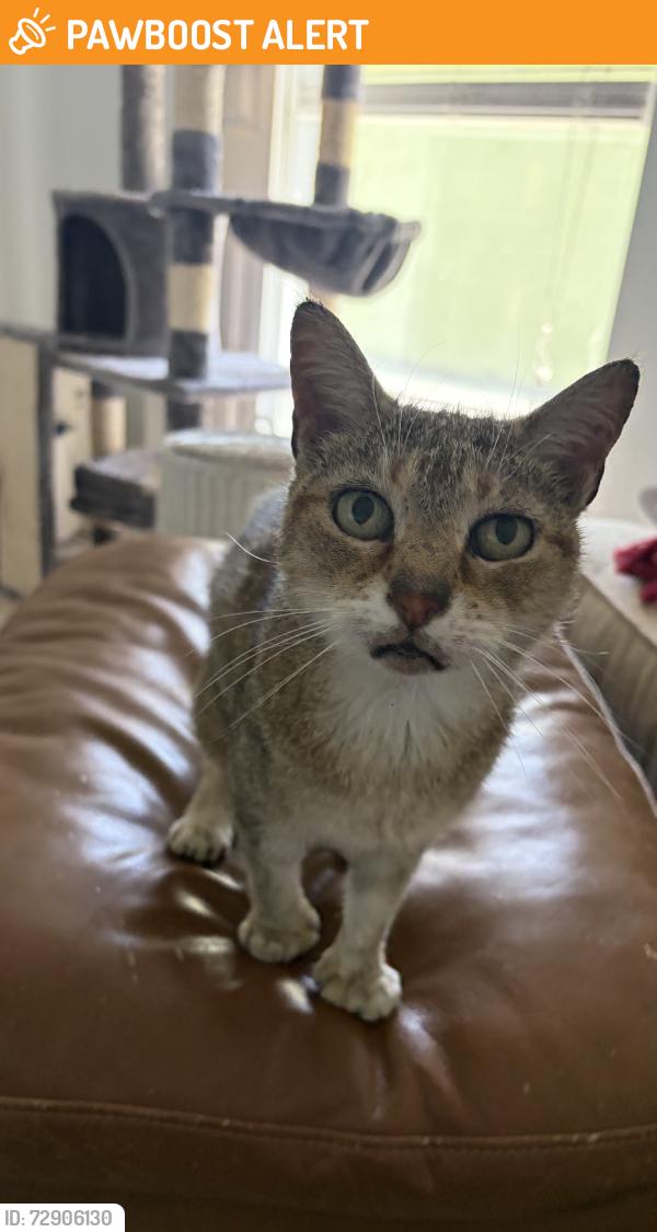 Found/Stray Unknown Cat last seen Ervin, St. Johns County, FL 32084