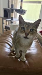 Found/Stray Unknown Cat last seen Ervin, St. Johns County, FL 32084