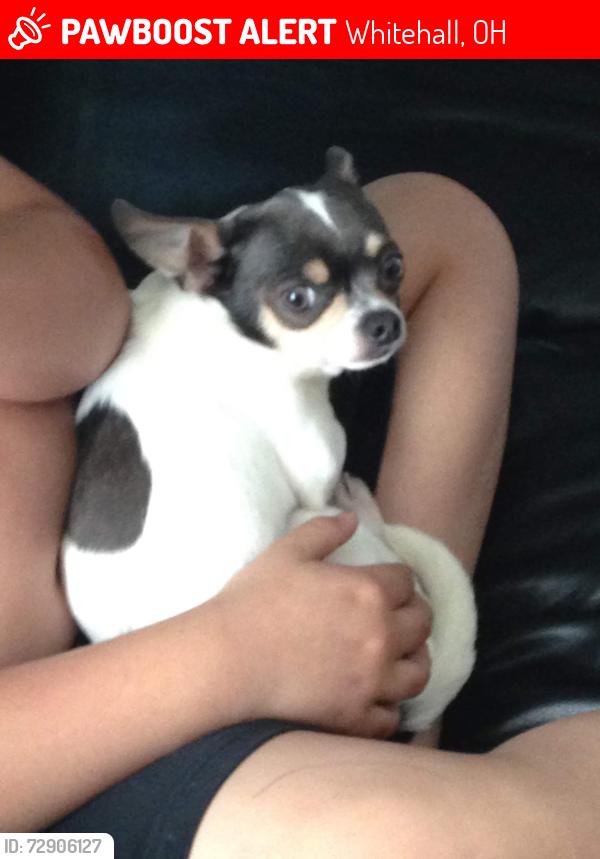 Lost Male Dog last seen Palmst & bechwood, Whitehall, OH 43213