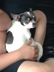 Lost Male Dog last seen Palmst & bechwood, Whitehall, OH 43213