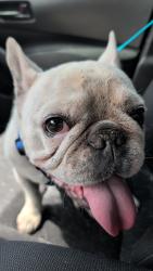 Found/Stray Male Dog last seen Near SW 6TH ST, Miami, FL 33135