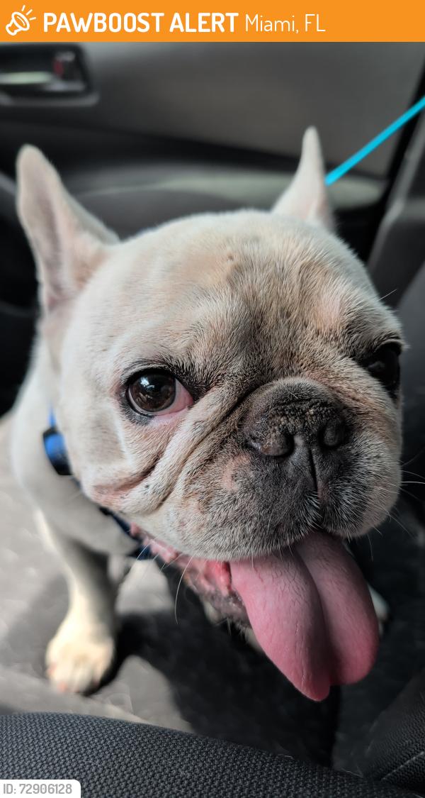 Found/Stray Male Dog last seen Near SW 6TH ST, Miami, FL 33135