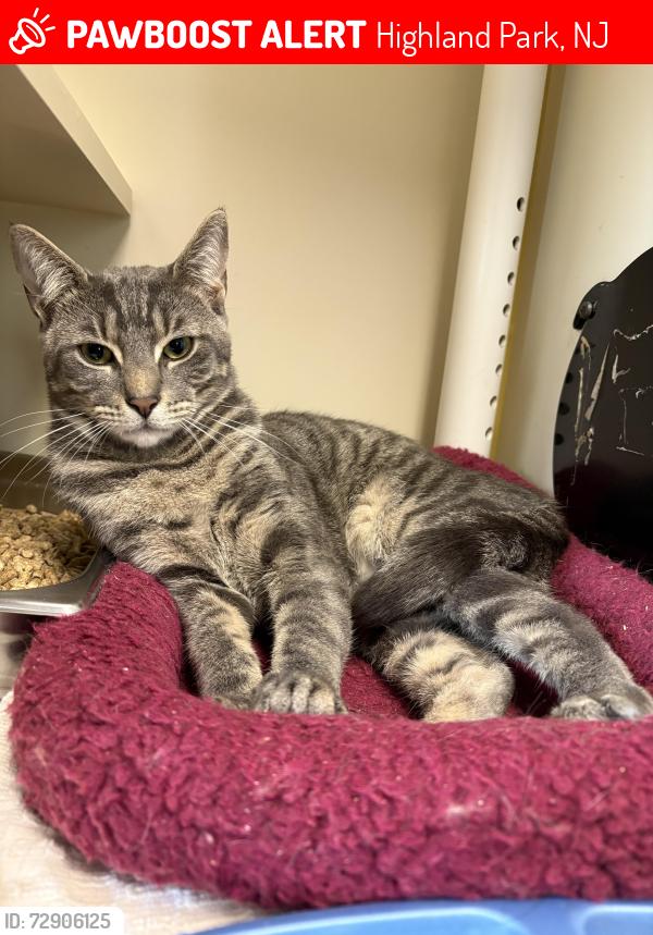Lost Male Cat last seen Johnson Park, Highland Park, NJ 08904