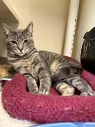 Lost Male Cat last seen Johnson Park, Highland Park, NJ 08904