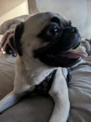 Found/Stray Male Dog last seen Martin Luther King, Los Angeles, CA 90037
