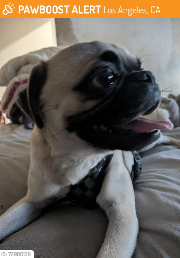 Found/Stray Male Dog last seen Martin Luther King, Los Angeles, CA 90037