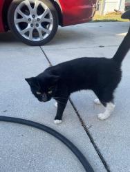Lost Female Cat last seen Port Royal , Naples, FL 34102
