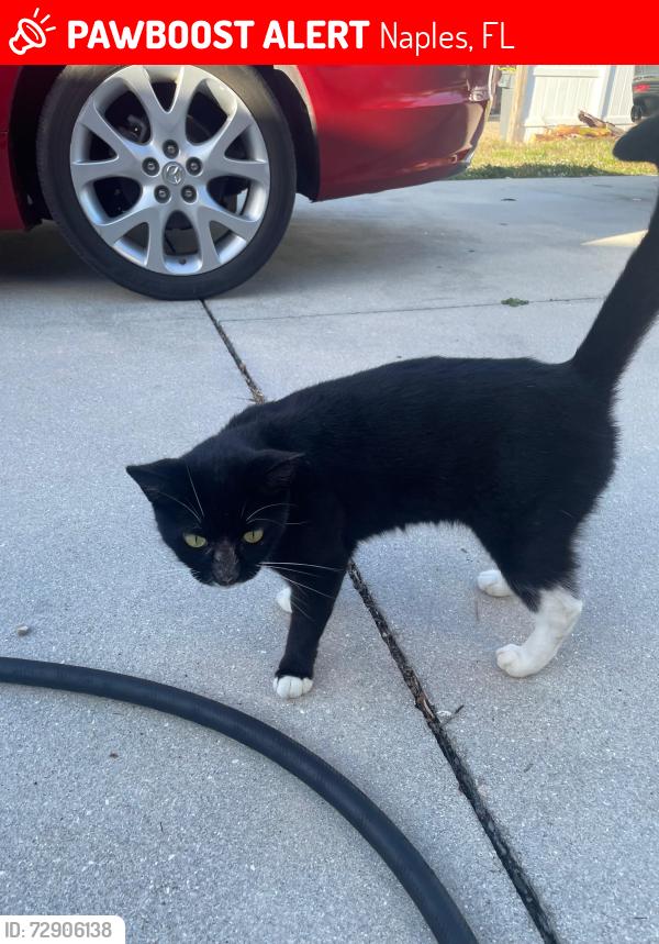Lost Female Cat last seen Port Royal , Naples, FL 34102
