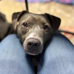 Shelter Stray Female Dog last seen , Animal Care & Control Team of Philly, 111 W Hunting Park Ave, Philadelphia, PA 19140, USA