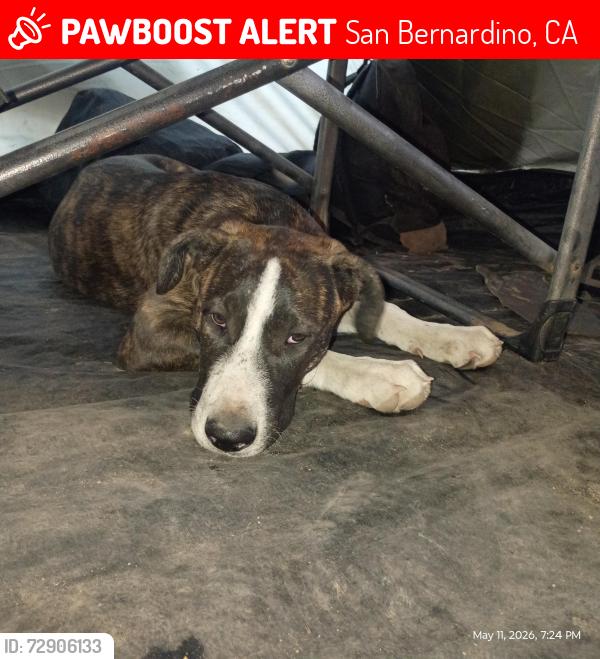 Lost Male Dog last seen Dollar general 2nd St & waterman avenue, San Bernardino CA , San Bernardino, CA 92408