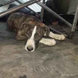 Lost Male Dog last seen Dollar general 2nd St & waterman avenue, San Bernardino CA , San Bernardino, CA 92408