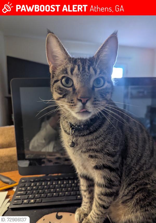 Lost Male Cat last seen Georgetown Cir.  apmts , Athens, GA 30605
