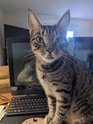 Lost Male Cat last seen Georgetown Cir.  apmts , Athens, GA 30605
