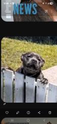 Reunited Female Dog last seen 10th and Cherry Ave, Long Beach, CA 90813