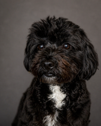Lost Male Dog last seen Murrayville & N College , Wilmington, NC 28405