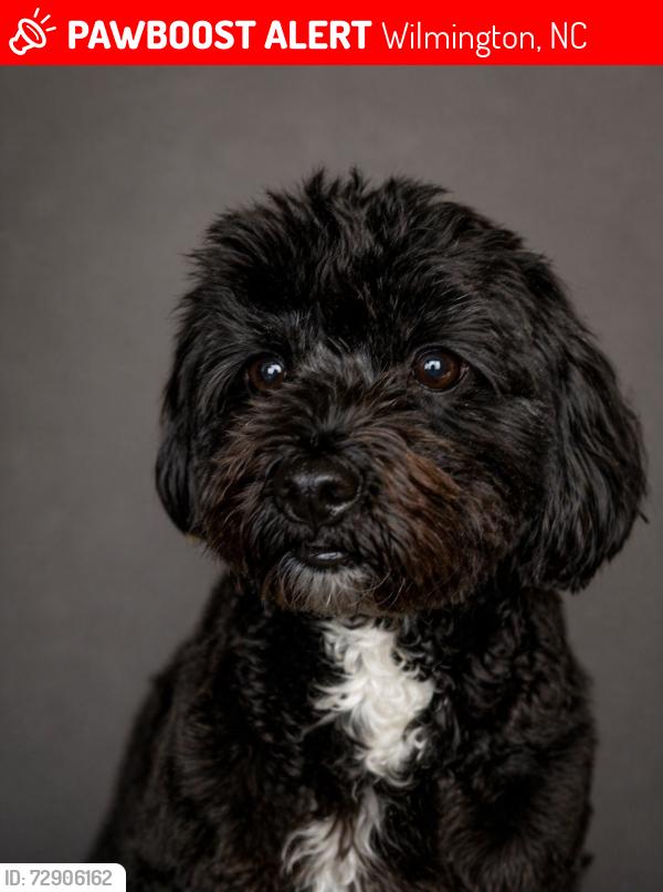 Lost Male Dog last seen Murrayville & N College , Wilmington, NC 28405