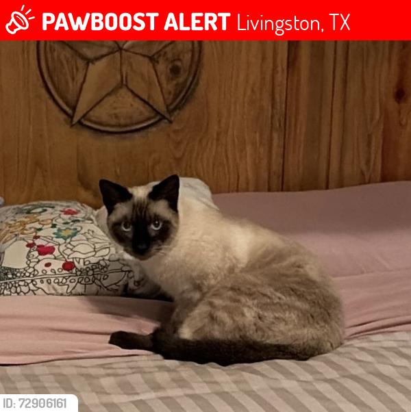 Lost Male Cat last seen Penwah Pines Subdivision, Livingston, TX, Livingston, TX 77351