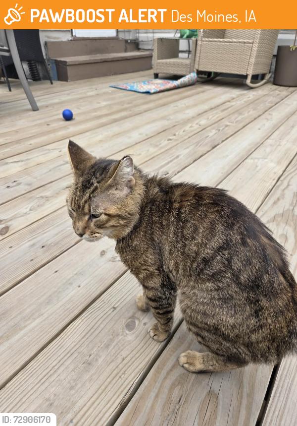 Found/Stray Male Cat last seen Second and Tiffin, Des Moines, IA 50313