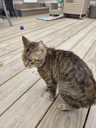 Found/Stray Male Cat last seen Second and Tiffin, Des Moines, IA 50313